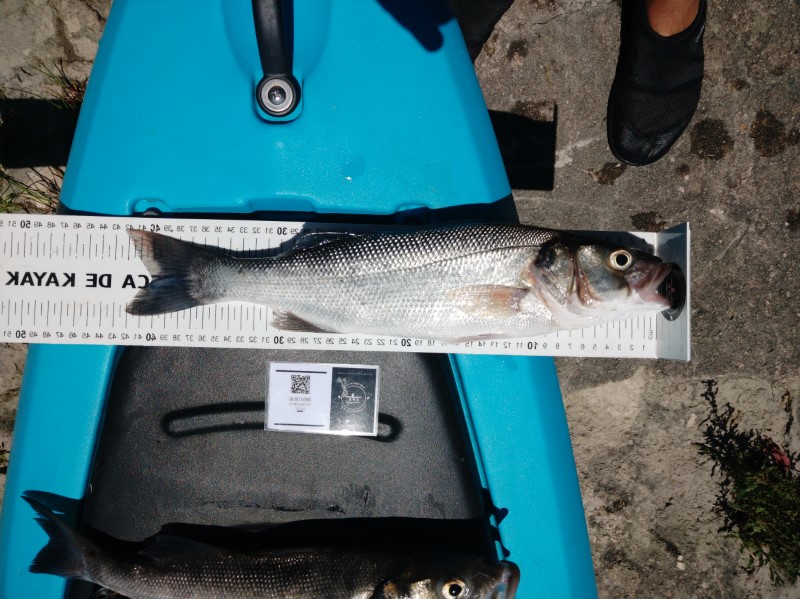 Fish Measure Picture